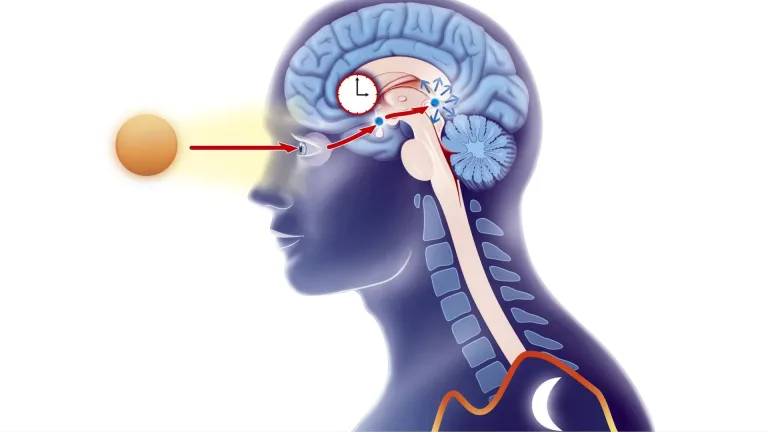 New Insights on ADHD: How Sleep Disruptions Play a Key Role
