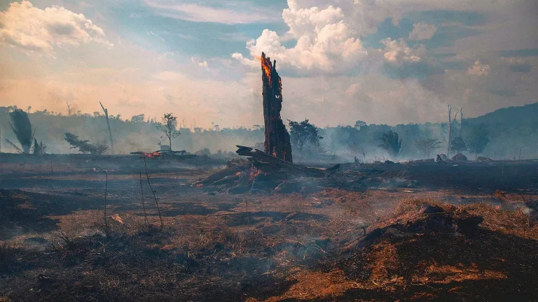Amazon Rainforest: Once the Lungs of Our Planet, Now a Carbon Source